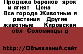 Продажа баранов, ярок и ягнят › Цена ­ 3 500 - Все города Животные и растения » Другие животные   . Кировская обл.,Соломинцы д.